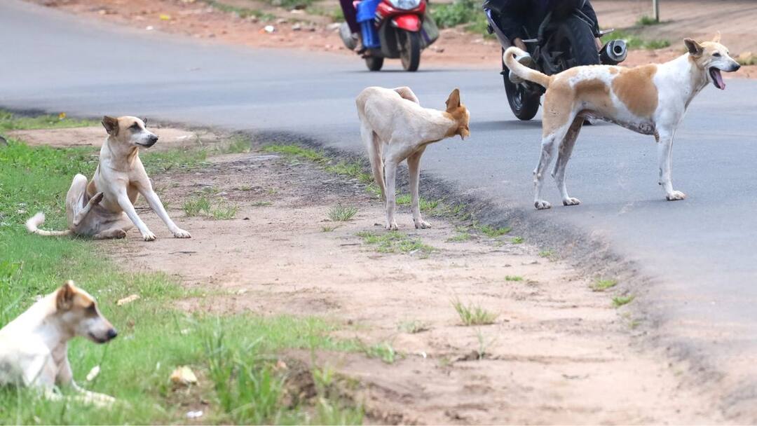 वर्षभरात ६७ हजारांहून अधिक नागरिकांना रेबीज लस
